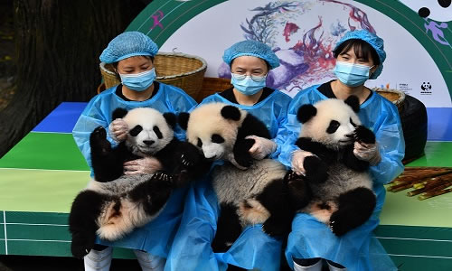 Giant Panda in Chengdu