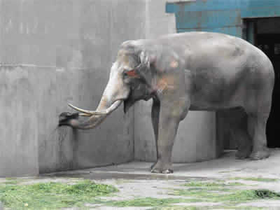 Exploring Chengdu Zoo: A Complete Guide to Chengdu’s Premier Animal Park