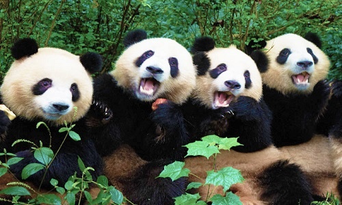 Chengdu travel attraction