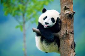 Chengdu travel attraction