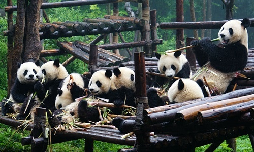 1-Day Chengdu Panda Breeding Center Layover Tour from Airport