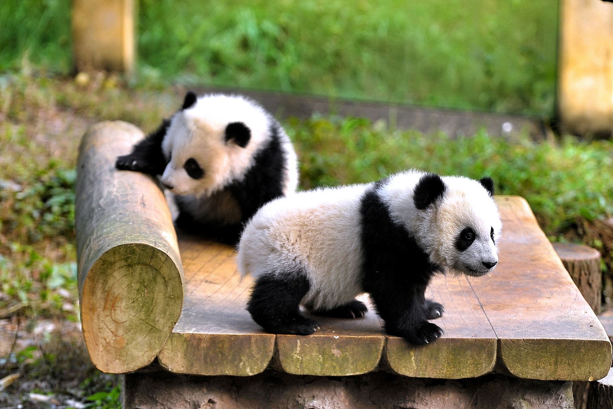 Panda_2.jpg Panda_2.jpg