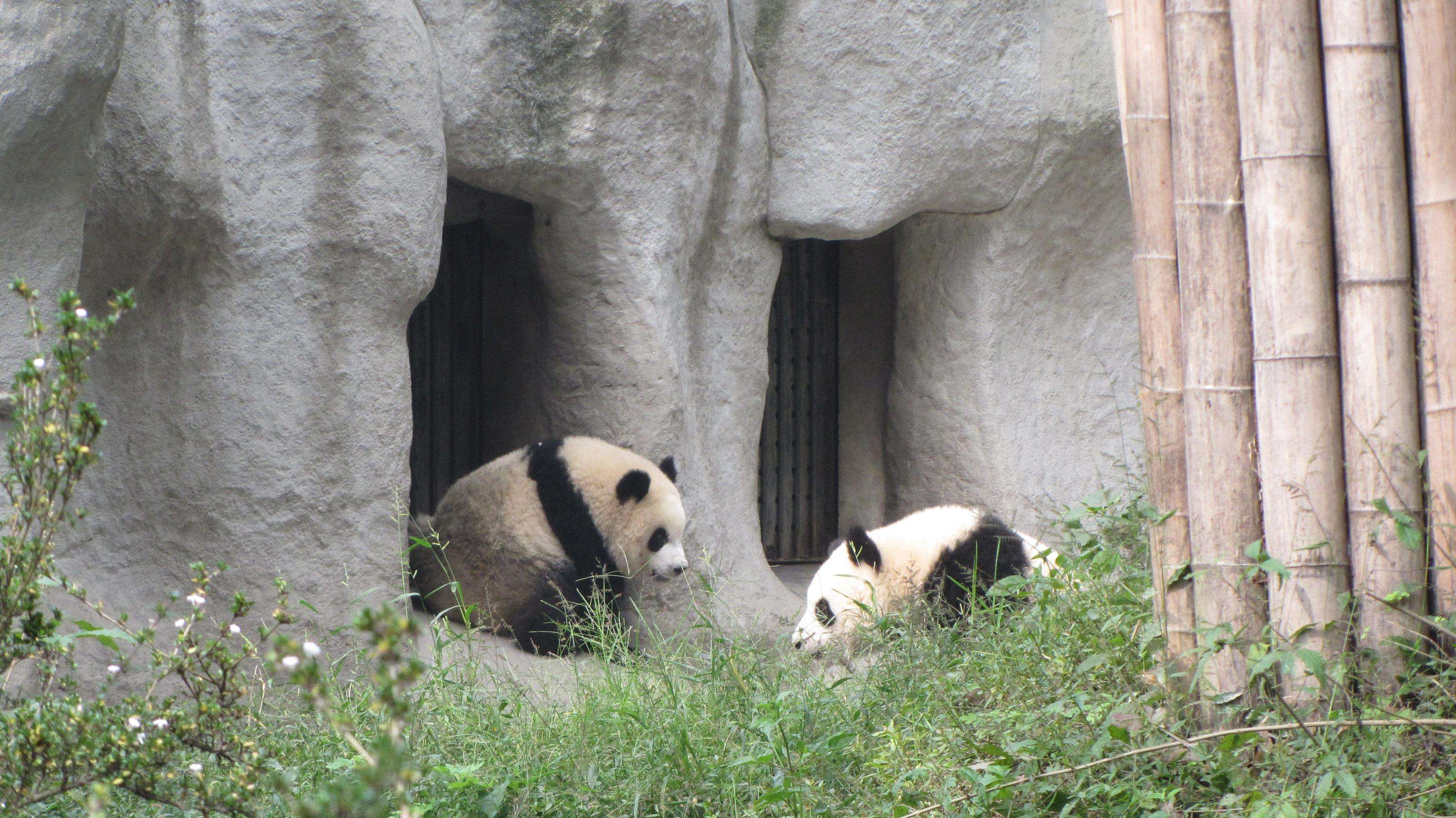 Dujiangyan_Panda_Base_1.jpg Dujiangyan_Panda_Base_1.jpg