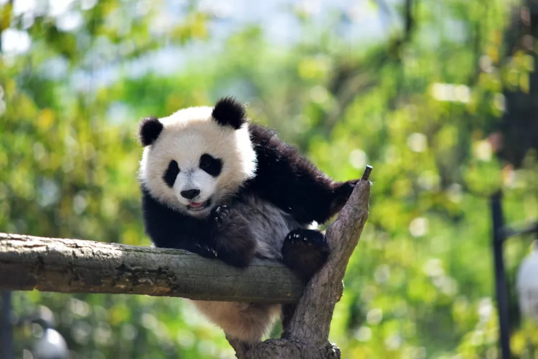 Bifengxia_Panda_Base_1.jpg Bifengxia_Panda_Base_1.jpg