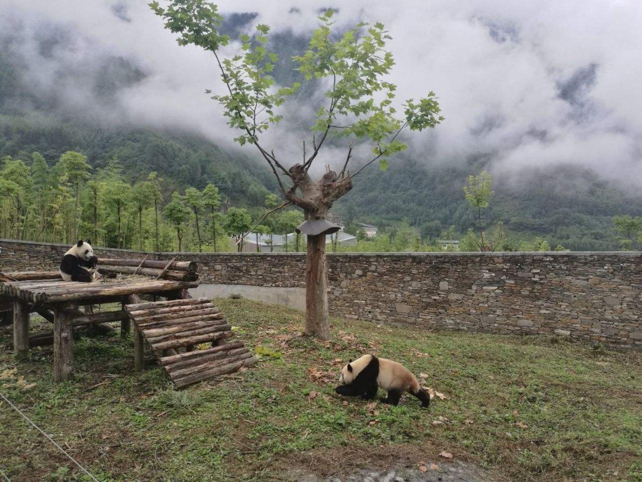 Shenshuping_Panda_Base.jpg Shenshuping_Panda_Base.jpg