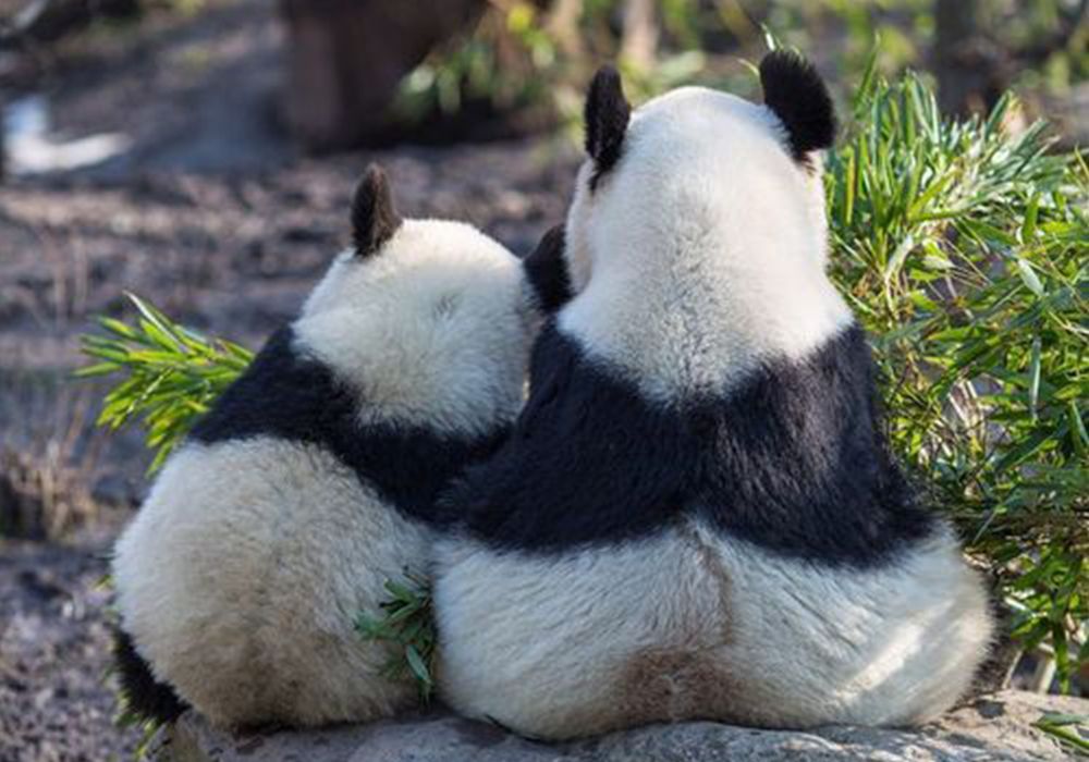Dujiangyan_Panda_Base.jpg Dujiangyan_Panda_Base.jpg