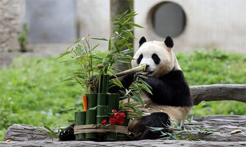 Wolong-Shenshuping-Panda-Base Wolong-Shenshuping-Panda-Base