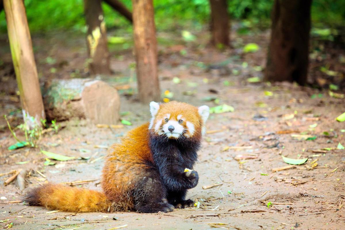 chengdu-zoo chengdu-zoo