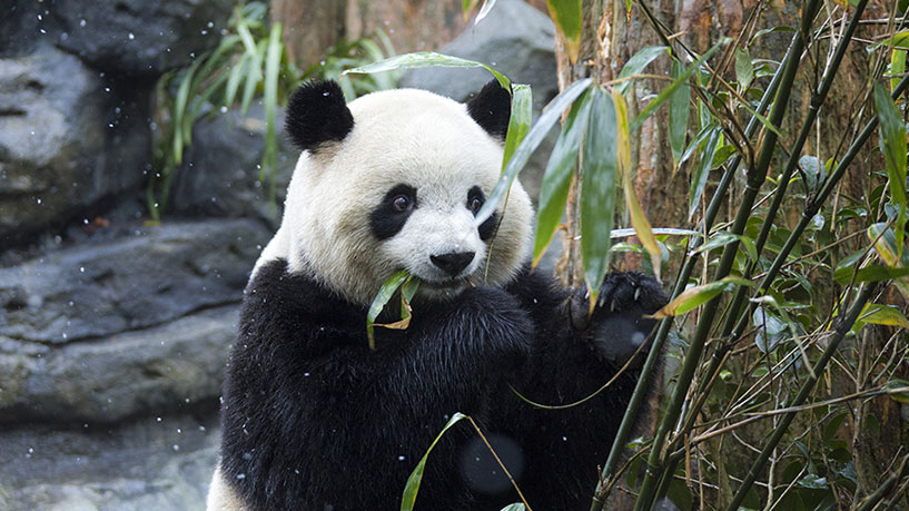 panda-base-1 panda-base-1