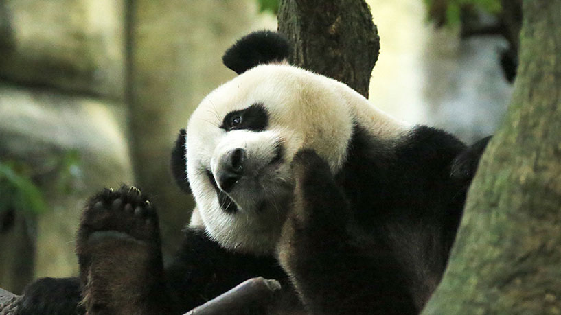 panda-base panda-base