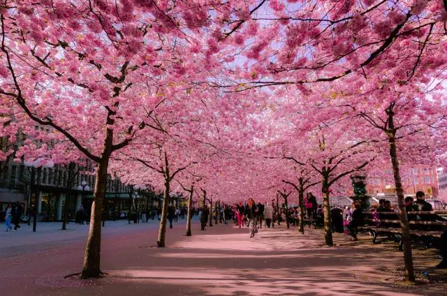 chengdu-spring chengdu-spring