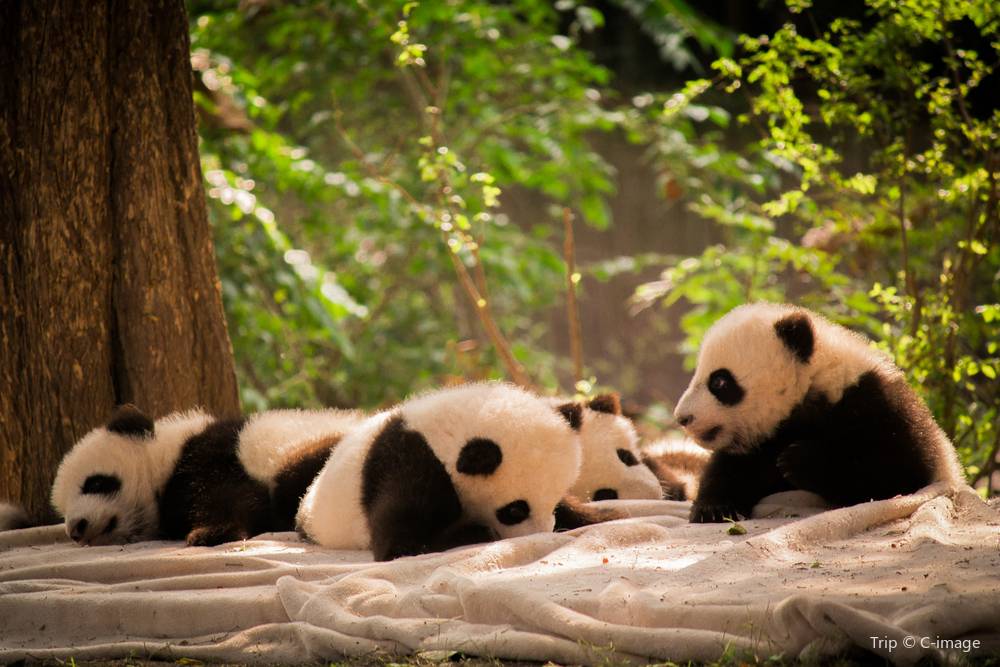 panda-base-01 panda-base-01