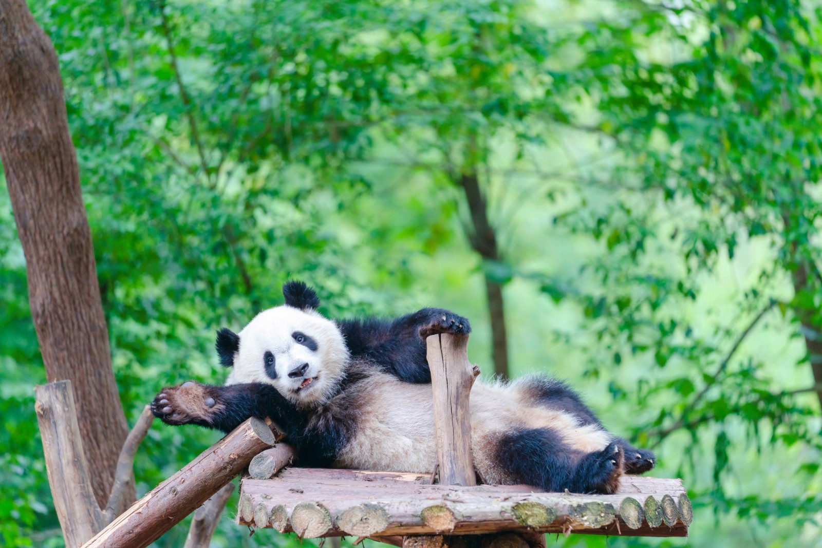 panda-base panda-base