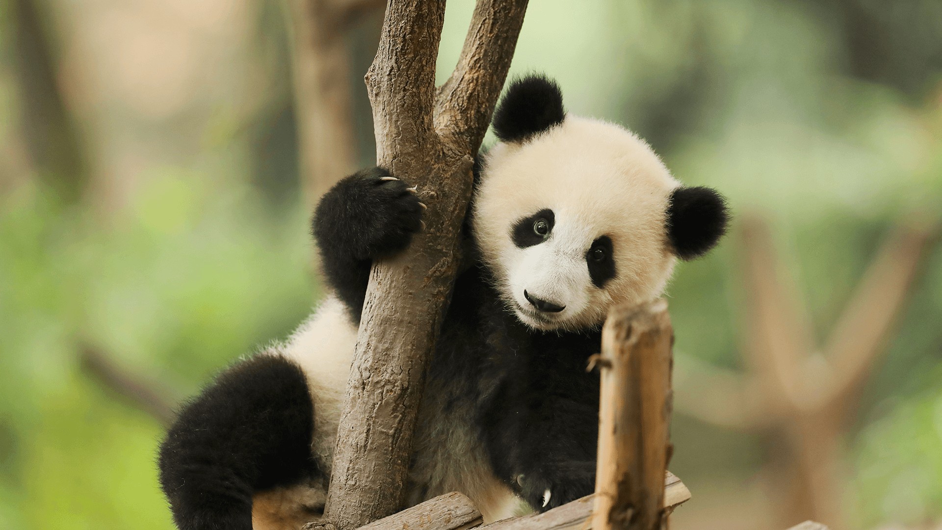 panda-base-01 panda-base-01