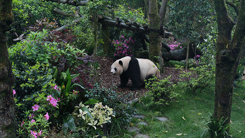 Chengdu-Research-Base-of-Giant-Panda-Breeding-panda
