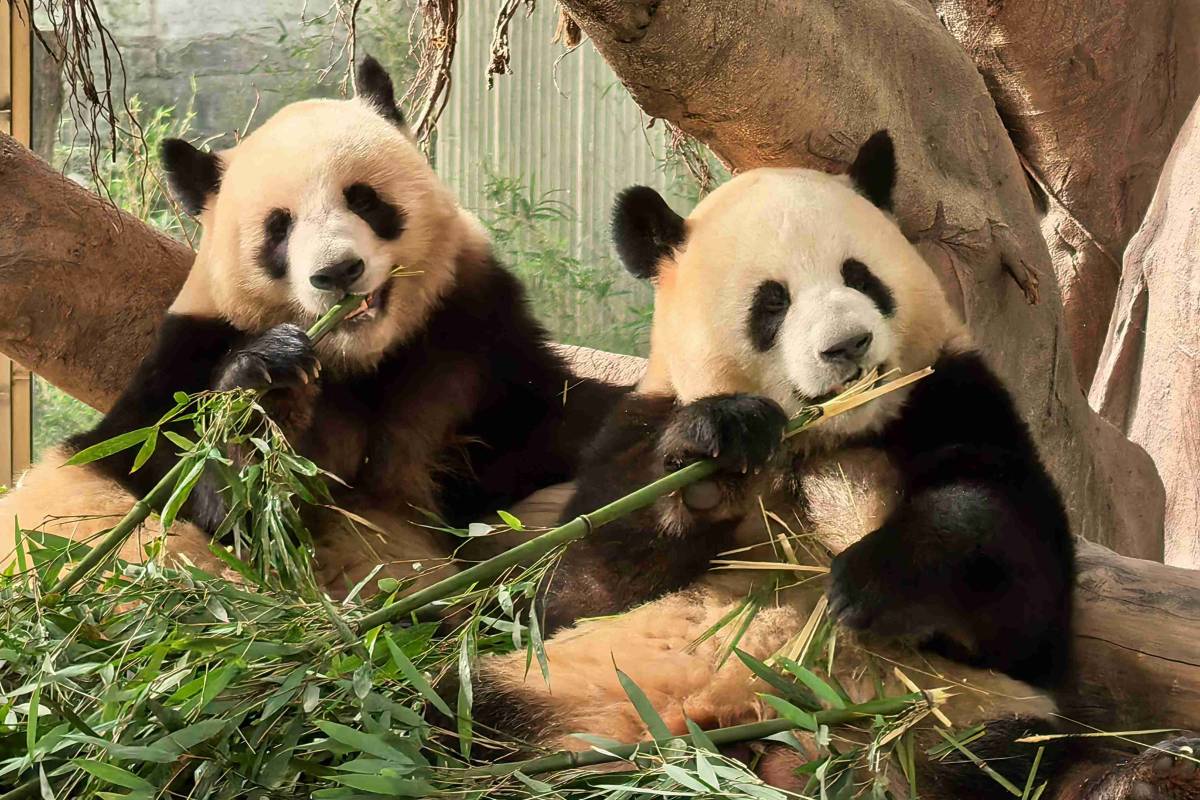 chongqing-zoo-01