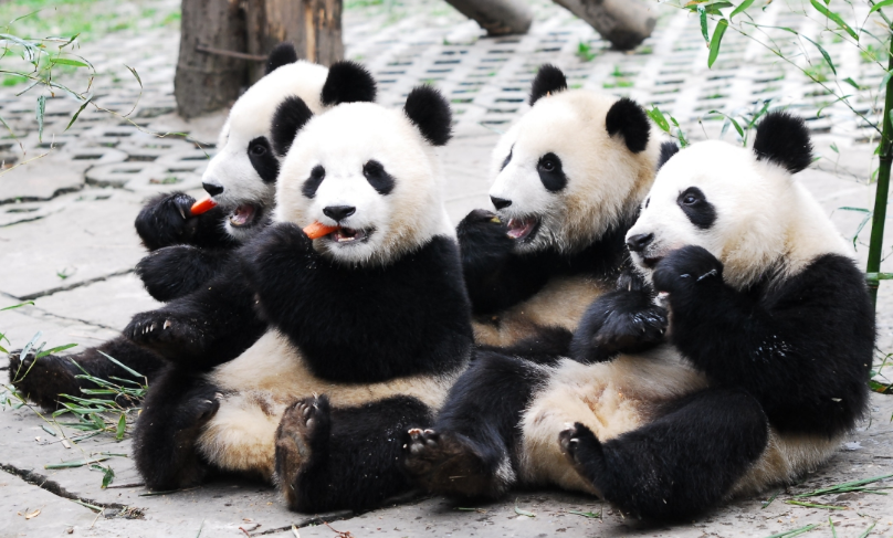 cute-panda