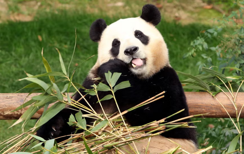panda