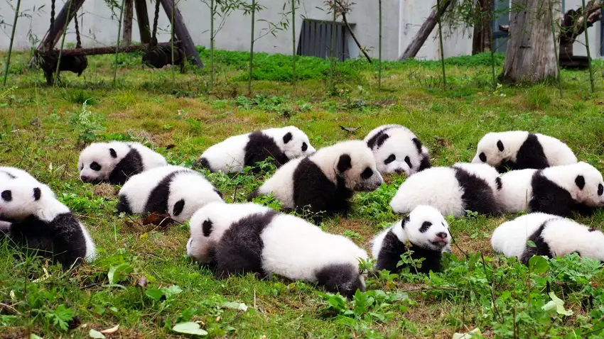 Panda-Kindergarten-Pavilion-1 Panda-Kindergarten-Pavilion-1