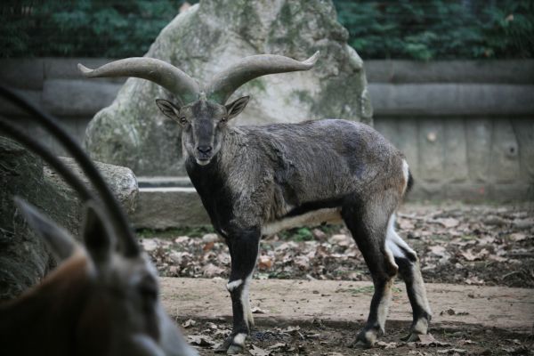 Antelope-House