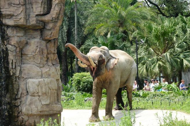 Elephant-House-01