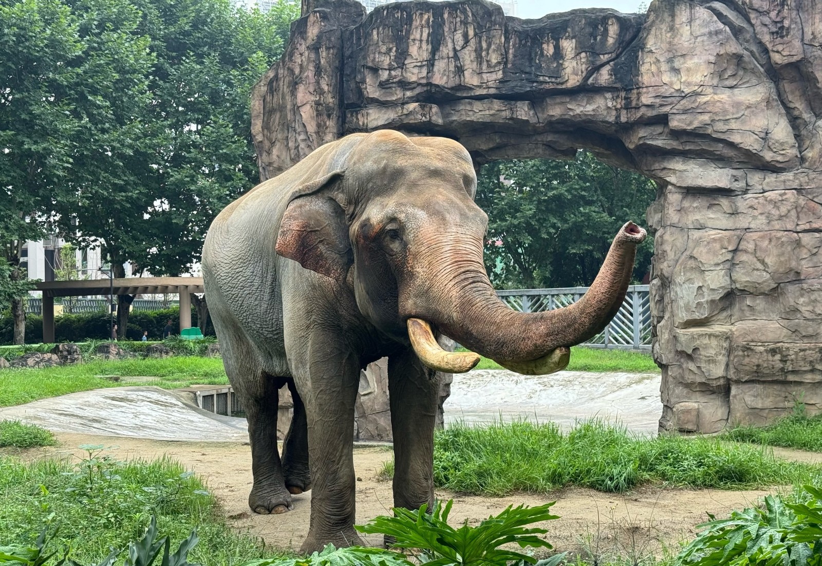Elephant-House