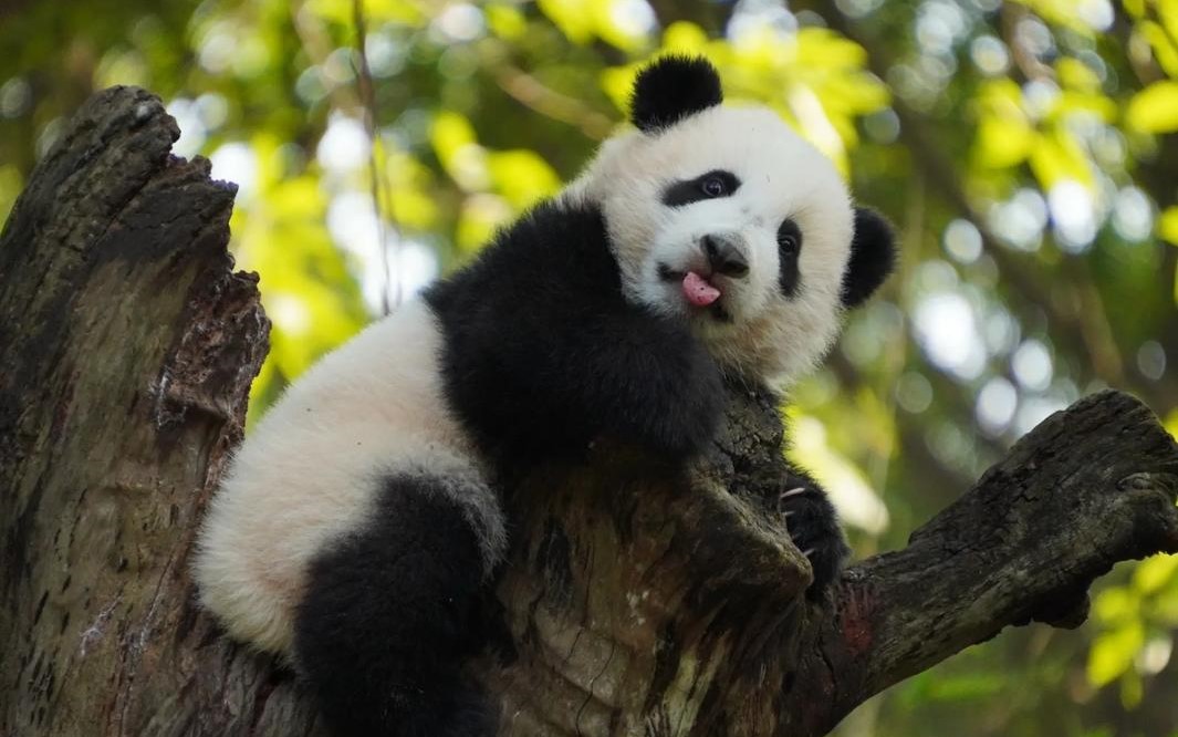 Panda-Pavilion-01