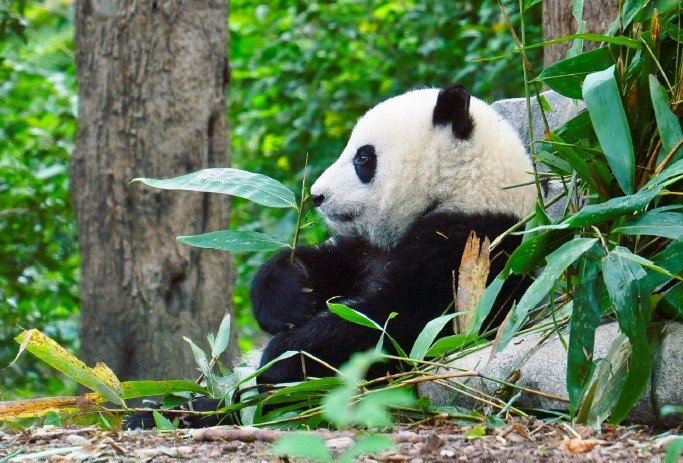 Panda-Pavilion-02