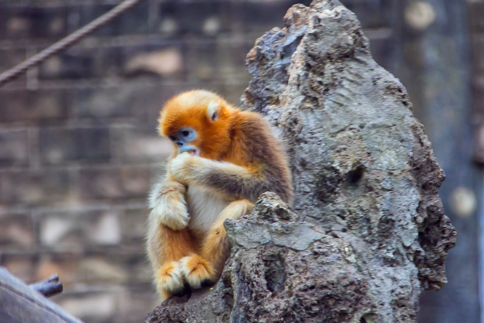 Sichuan-Golden-Snub-nosed-Monkey-House