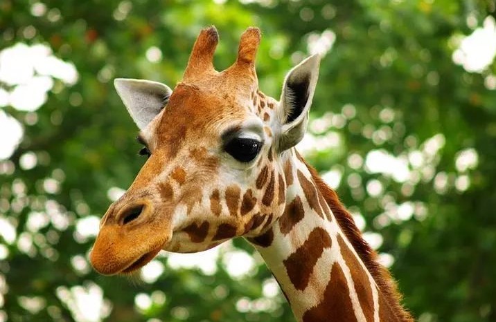 Giraffe-House-01