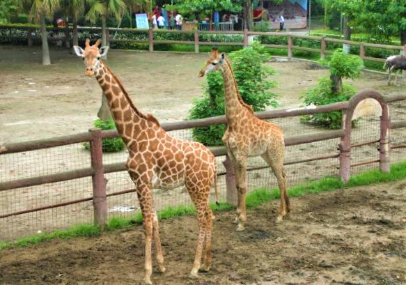 Giraffe-House